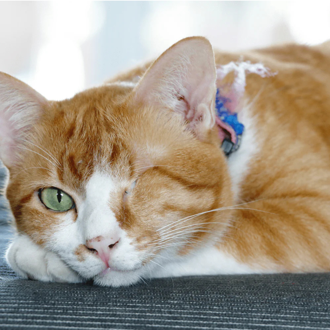 J'aime TOUS les Chats Bracelet™
